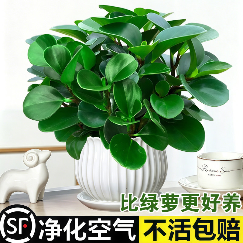 大盆碧玉盆栽豆瓣绿多肉植物室内桌面绿植净化空气四季常青好养活图片
