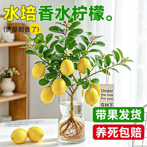 水培植物香水柠檬树盆栽花卉绿植室内好养可食用办公室桌面驱蚊
