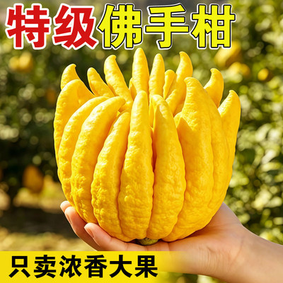 云南新品佛手柑鲜果天然香薰清供闻香观赏摆件室内盆栽香橼佛手果