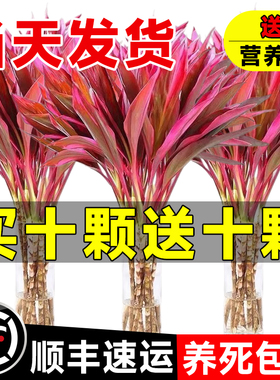 富贵竹水培植物鸿运紫竹粗杆带根水养客厅招财竹子室内绿植发财竹