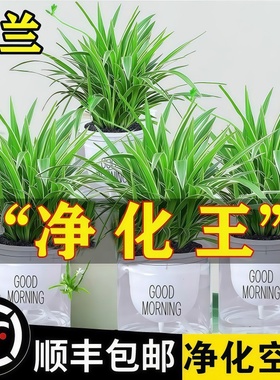 金边吊兰盆栽绿萝花卉绿植室内水培植物多肉办公室好养发财树桌面