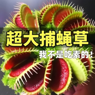 超大捕蝇草盆栽猪笼草吊兰驱蚊食人虫草绿植花卉办公庭院室内好养