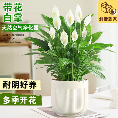 特级白掌一帆风顺盆栽室内植物四季办公室内桌面好养易活花卉