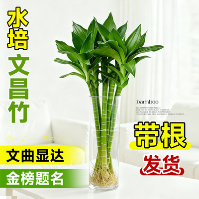 带根文昌竹文竹龙竹观音竹转运竹富贵竹植物水养书桌盆栽水培绿植