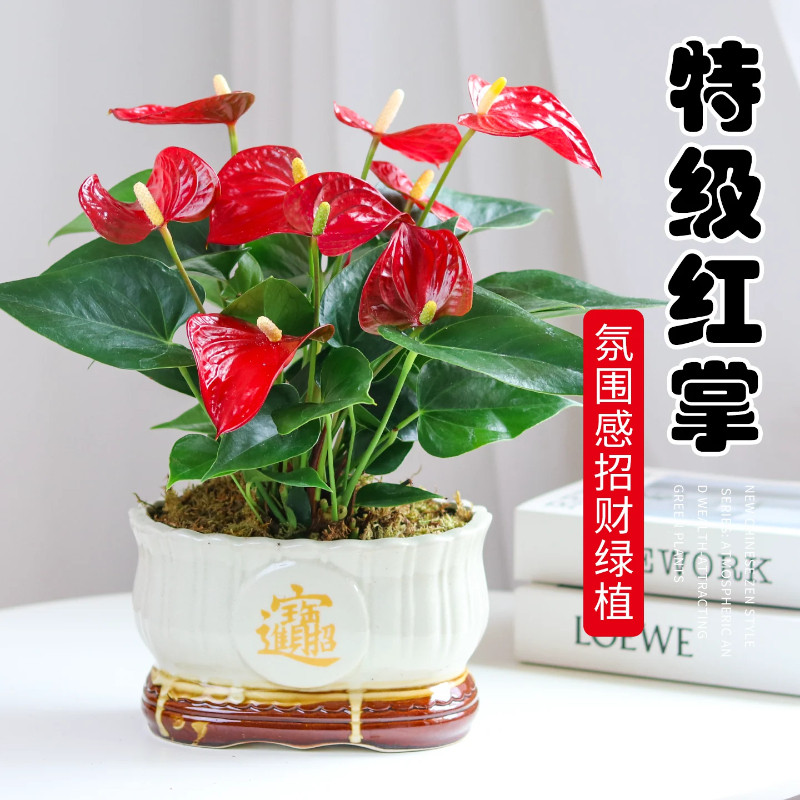 红掌盆栽带花大叶大花植物易活四季开花卉旺宅绿植物客厅室内好养