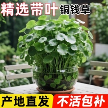 水养铜钱草水培植物带大叶金钱草鱼缸水草室内好养花卉绿植小盆栽