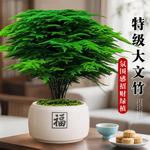 大文竹盆栽招财旺宅桌面盆景办公室绿植室内客厅中式禅意四季植物