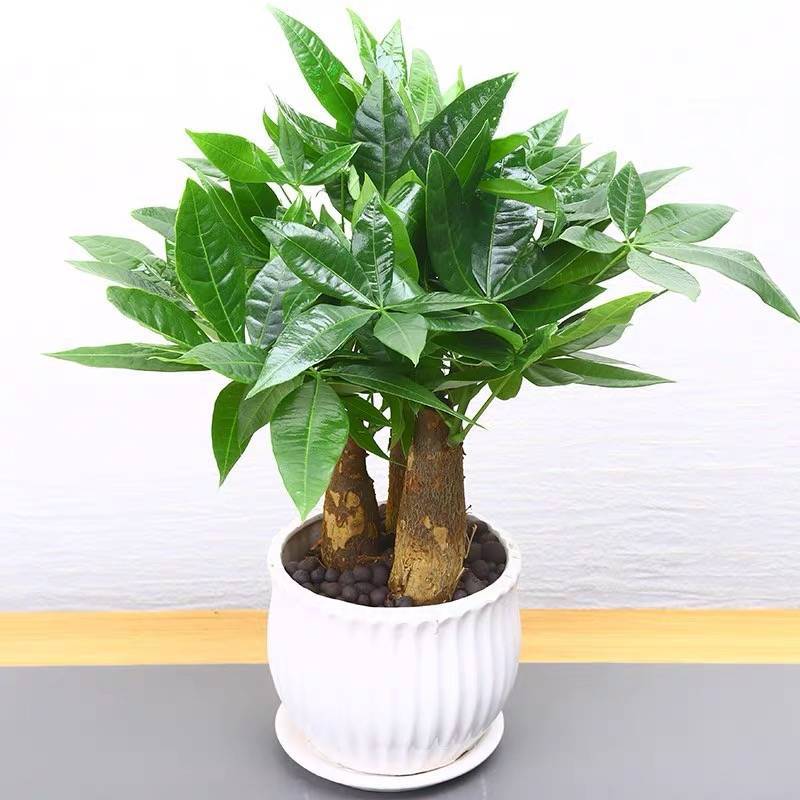 发财树盆栽文竹室内花卉小盆景办公室绿色植物客厅招财金钱树盆栽