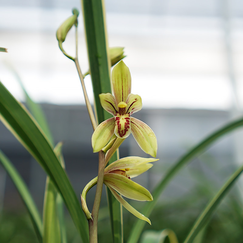 慧桥兰业 建兰【黄金锦旗】 金边艺草兰花 浓香花卉绿植室内阳台