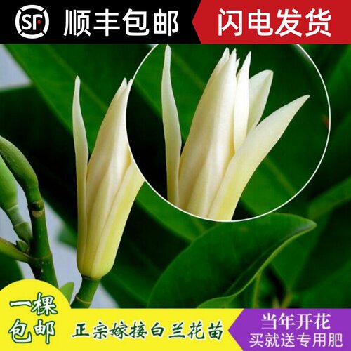 白兰花香味价格 白兰花香味图片 星期三