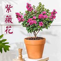 紫薇花盆栽四季好养花卉植物室内室外阳台百日红老桩树苗盆景