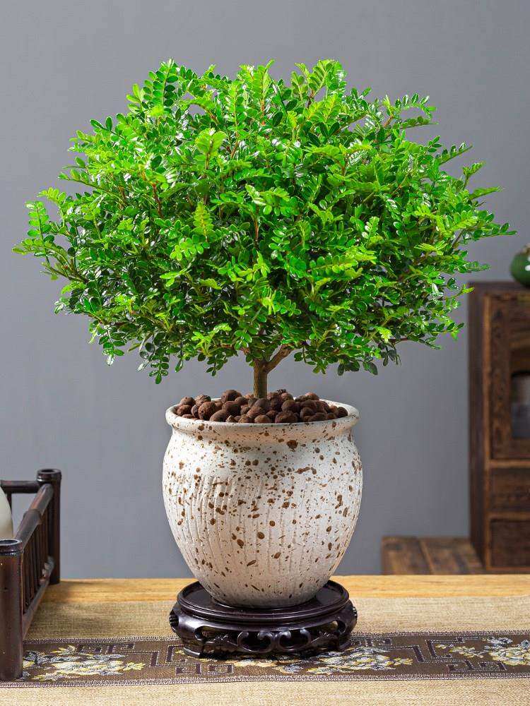 空气四季常青正宗阳台驱蚊木花卉草胡椒清香植物盆栽室内