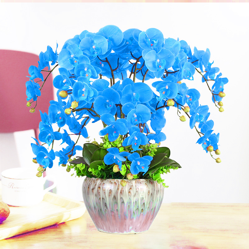 四季蝴蝶兰花苗花剑花苞室内外桌面阳台盆栽花卉绿植物开花