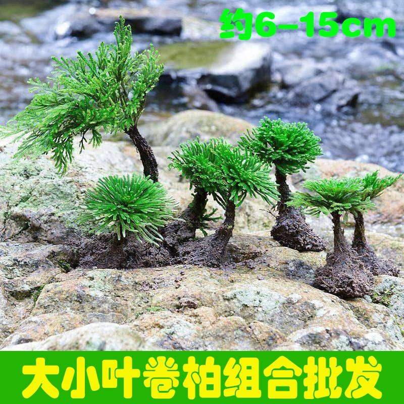 熟桩卷柏九死还魂草盆景假山吸水石造景绿植物花卉好养室内小盆栽