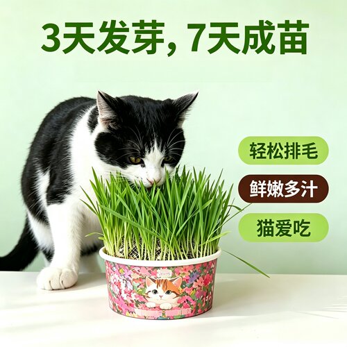 猫草盆栽懒人猫草罐头成猫幼猫咪草助消化去毛球化毛草猫咪用品