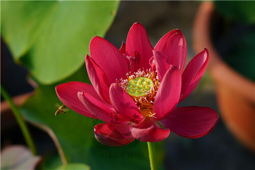 水生花卉南京艺莲苑大型荷花【中国红·北京】种藕红色少瓣