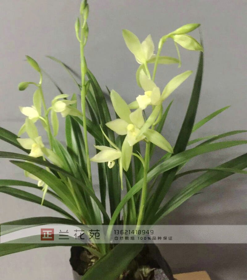 带花苞荷花素大荷素素雅花大浓香建兰四季兰花苗花多花期长