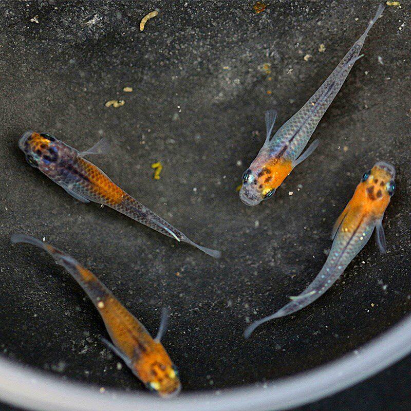 型水锦鳉系观背冷星光星法观列魔小青鱼赏淡水l鳉鱼河