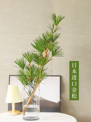 日本进口金松鲜切水养植物客厅卧室办公室高端水培绿植
