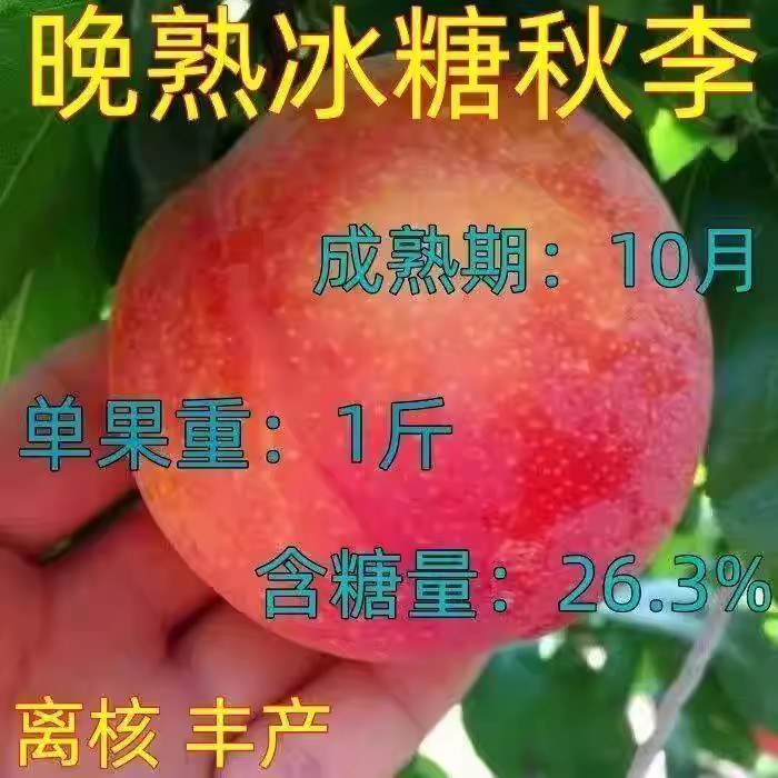 特大晚熟冰糖秋姬李嫁接果树苗盆栽地载苗南北方耐寒种植新品