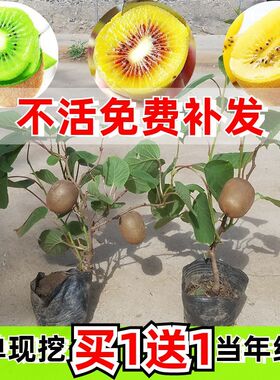 红心软枣猕猴桃树果苗弥猕猴桃苗嫁接南北方种植迷糊桃苗当年结果