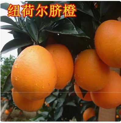 纽荷尔脐橙苗 四川嫁接脐橙树苗直销 脐橙苗 桔子柚子