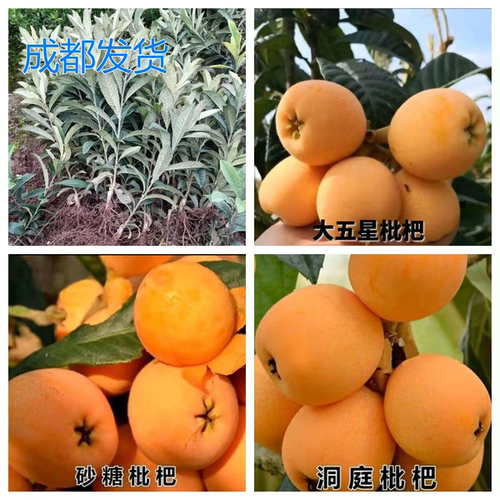 大五星枇杷苗洞庭砂糖白玉南