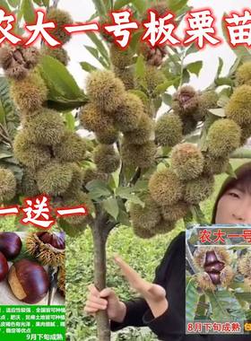 早熟农大一号板栗树苗高产八
