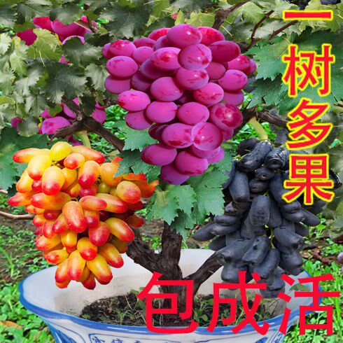 嫁接矮化盆栽葡萄果树苗南北