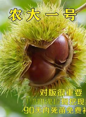 早熟矮化高产稳产板栗苗  农大一号板栗树苗 8月成熟 特好吃