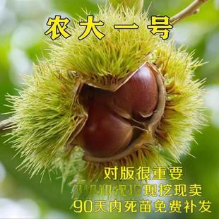 早熟矮化高产稳产板栗苗  农大一号板栗树苗 8月成熟 特好吃