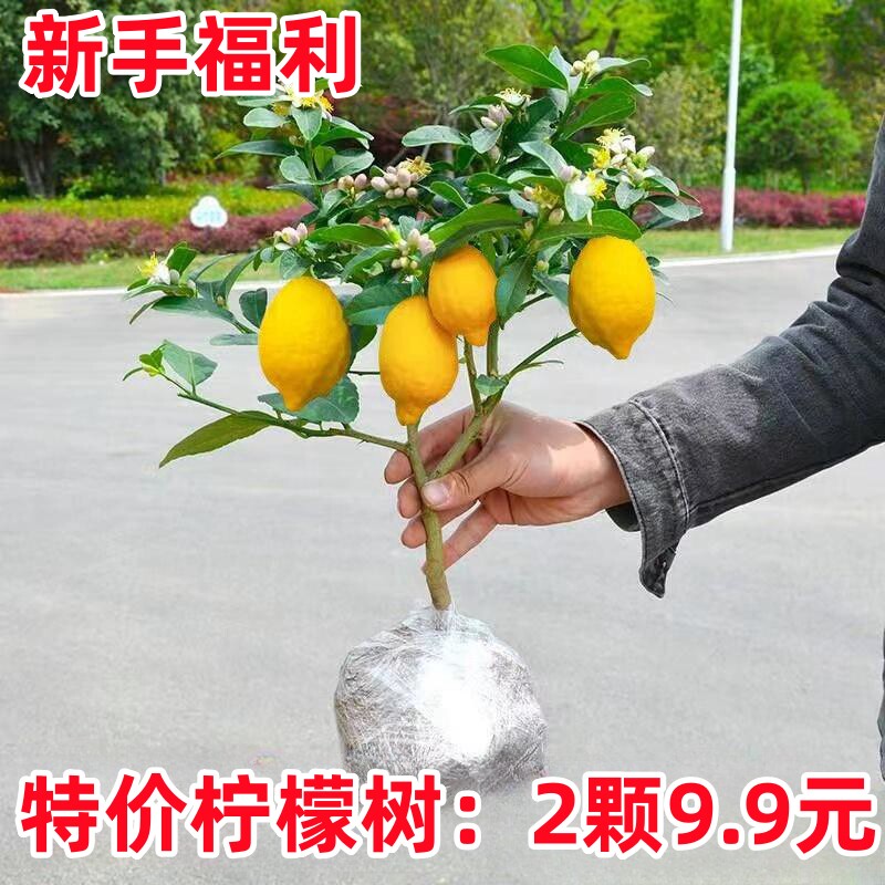 柠檬树树苗带果发货四季开花结果柠檬树盆栽庭院阳台柠檬树苗好活