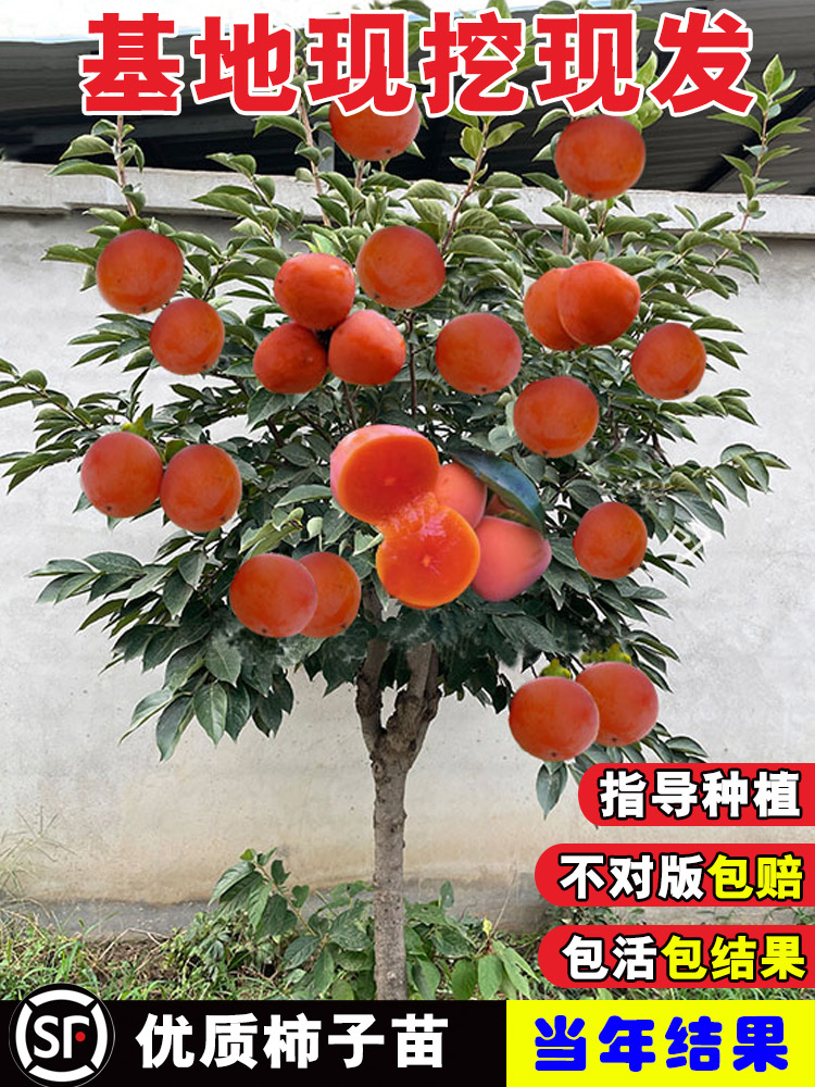 无核柿子树果苗盆栽地盘黑脆