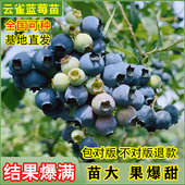 新品 种南高从云雀蓝莓树果苗南方北方种植地栽盆栽正宗蓝莓果树苗