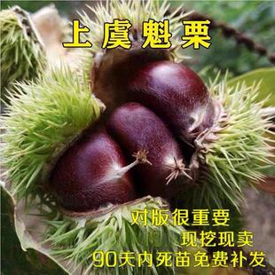 魁栗苗 嫁接板栗苗 上虞魁栗树苗 南方北方种植果树苗当年结果苗