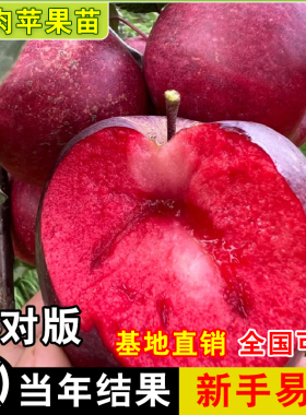 正宗新品种红肉苹果苗当年结果红色之爱苹果树苗南北种植红心苹果