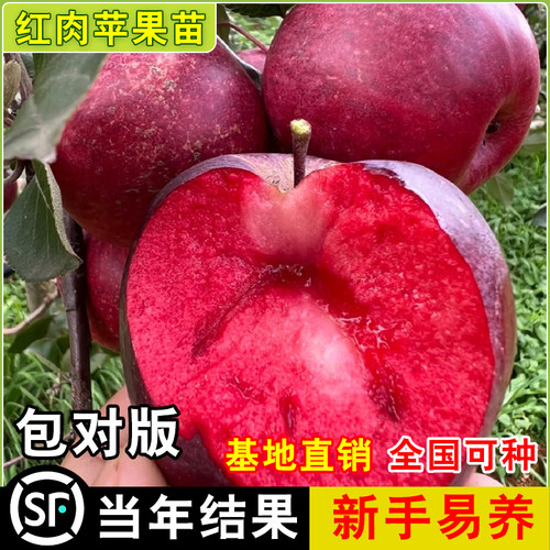 正宗新品种红肉苹果苗当年