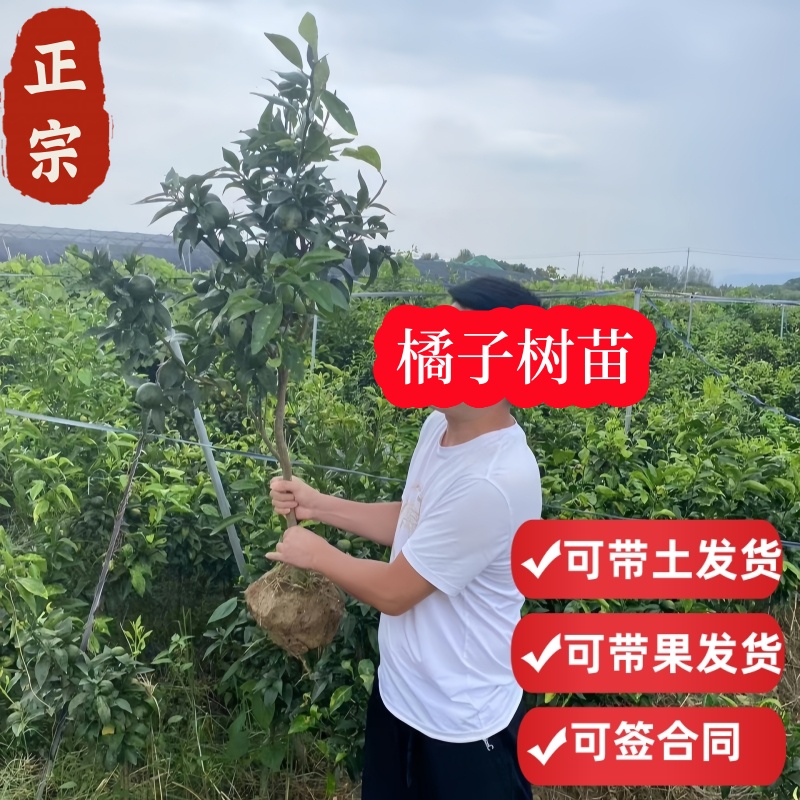 桔子树苗橘果盆栽砂糖蜜柑