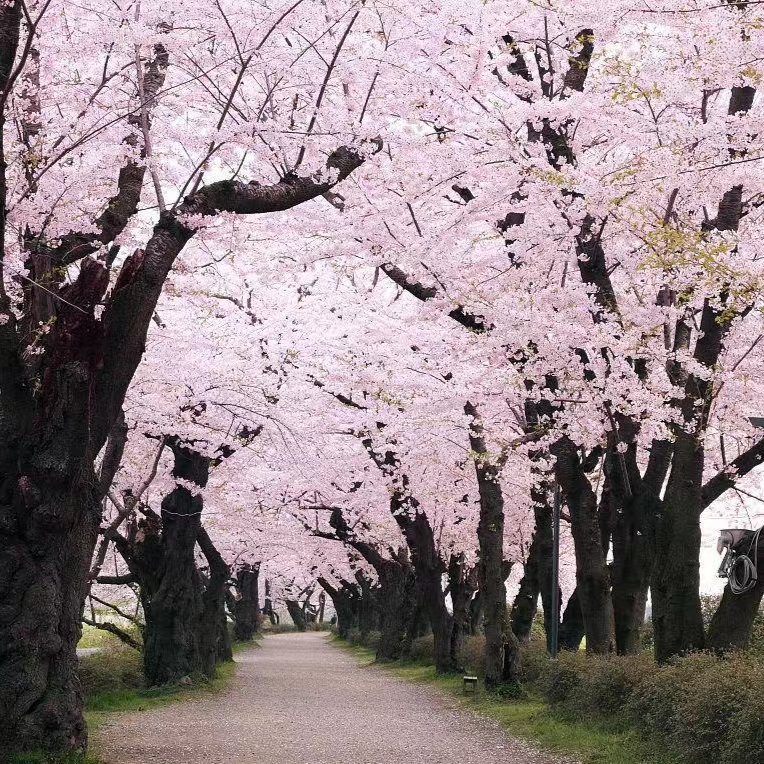 日本树苗庭院耐寒南方北地栽