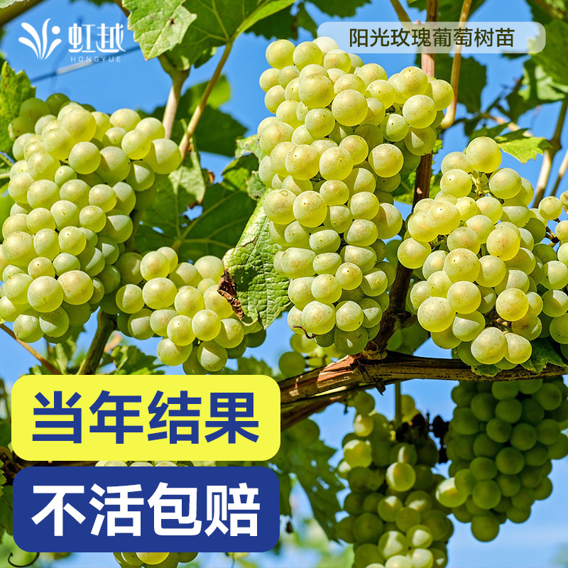 虹越阳光玫瑰葡萄树苖圆叶