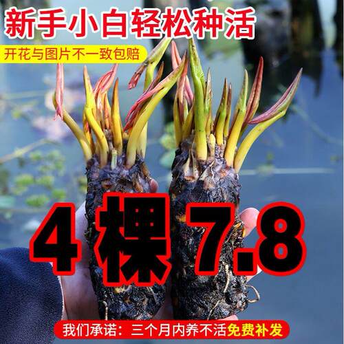 睡莲水培植物带花苞多季开