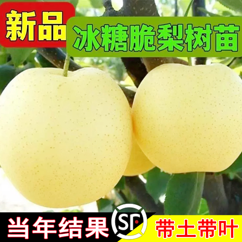嫁接梨树果苗冰糖脆翠冠丰