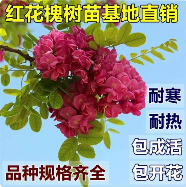 香花槐树苗富贵树槐花苗红花槐树苗庭院绿化花卉花园植物洋槐树苗 - 实物图