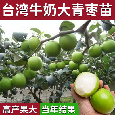 台湾大青枣树苗苹果牛奶红特