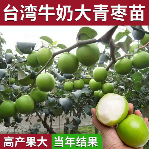 台湾大青枣树苗苹果牛奶红特