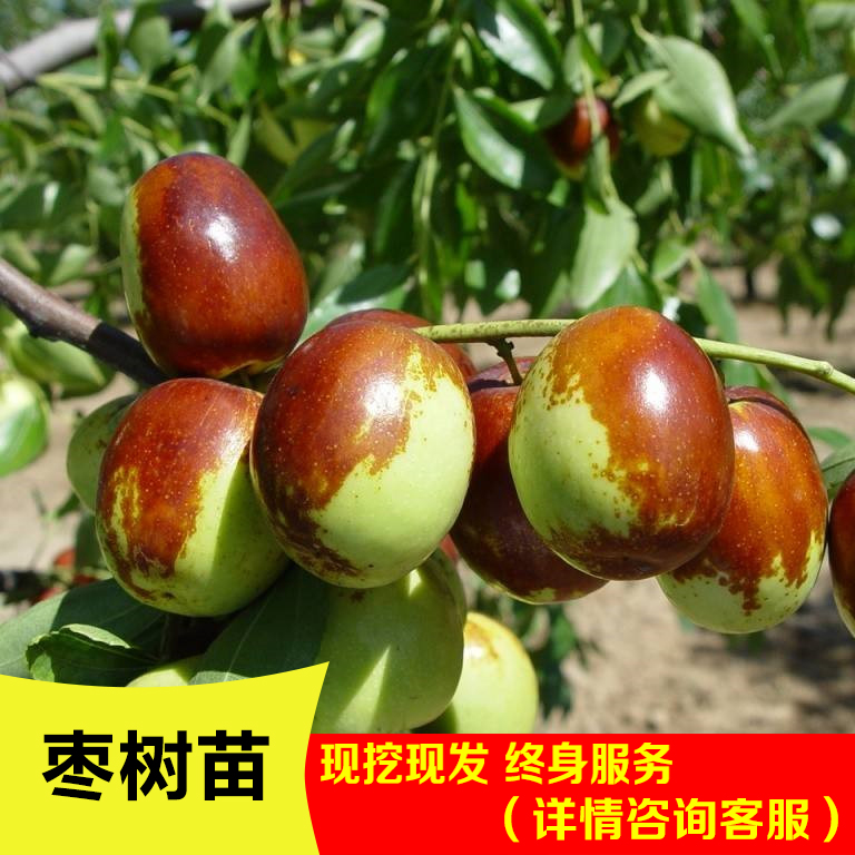 枣树苗活特大嫁接沾化冬南方