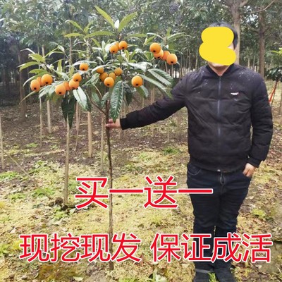 无核枇杷树苗特大砂糖五星果