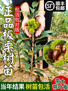 板栗苗树嫁接大红袍特大板栗树庭院地栽当年结果南方北方种植果树