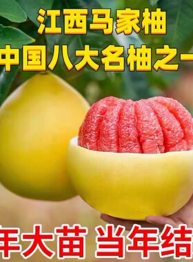 红心柚子树苗大果马家薄皮肉