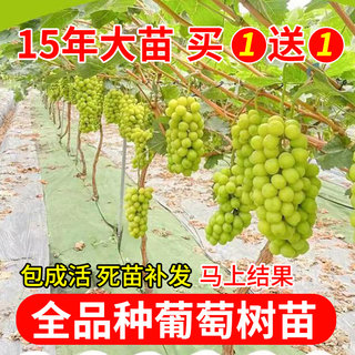 葡萄树苖阳光玫瑰葡萄苗南北方四季种植玫瑰香夏黑蓝宝石巨峰无籽